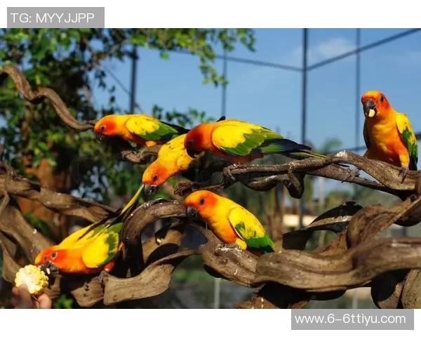 都柏林动物园为鹦鹉命名帕洛特引发热议带队杀入附加赛